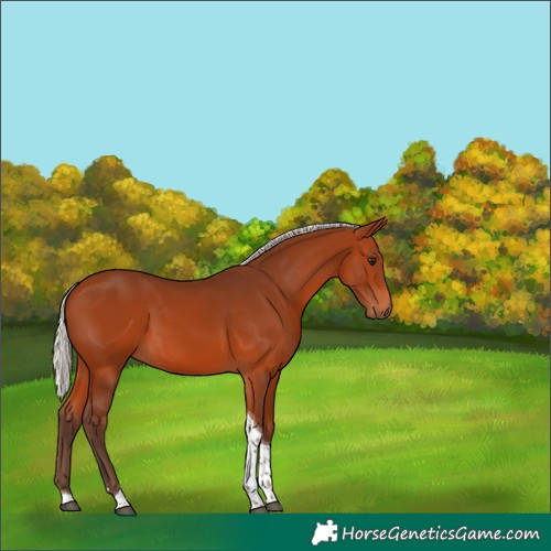 Horse Color:Silver Bay Tobiano