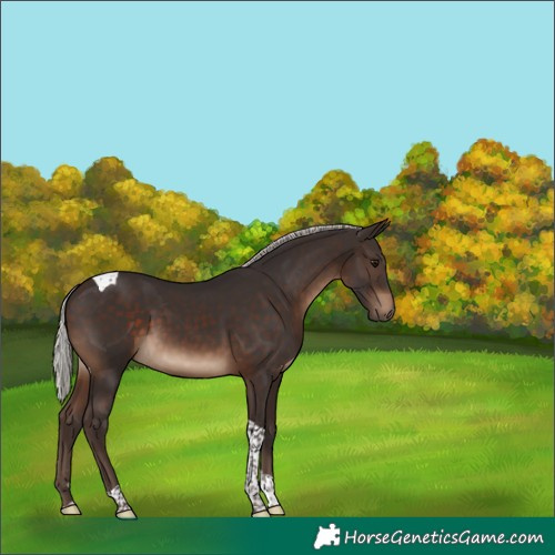 Horse Color:Silver Brown Tobiano 