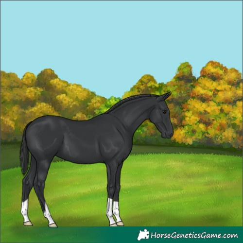 Horse Color:Black 