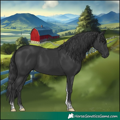 Horse Color:Black Tobiano 