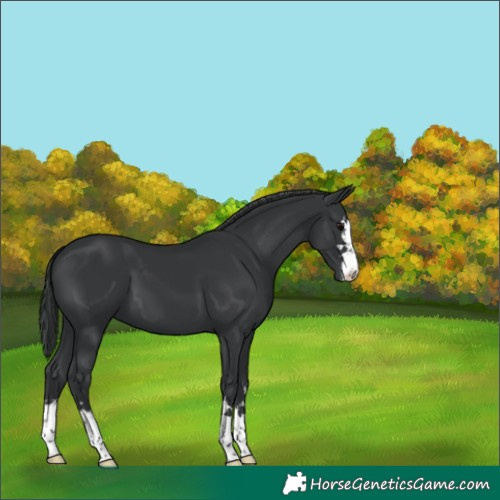 Horse Color:Black 