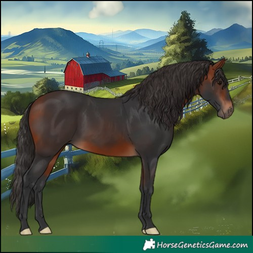 Horse Color:Bay 
