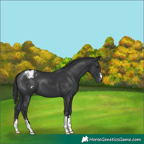 Horse Color:Black Appaloosa