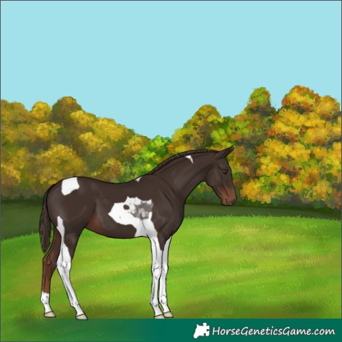 Horse Color:Liver Chestnut Tobiano 