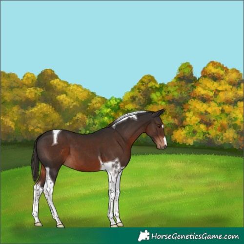 Horse Color:Liver Chestnut Tobiano 