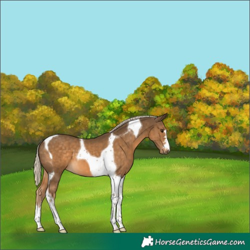 Horse Color:Chocolate Palomino Tobiano 