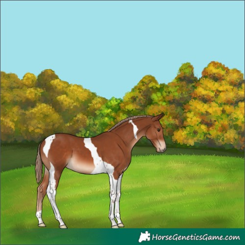 Horse Color:Chestnut Tobiano 