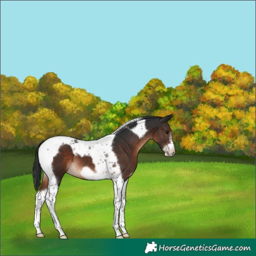 Horse Color:Brown Tobiano Frame 