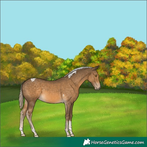 Horse Color:Chocolate Palomino Tobiano 