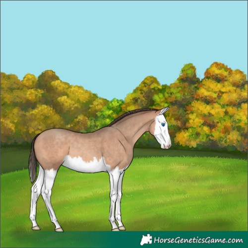 Horse Color:Amber Champagne Splash
