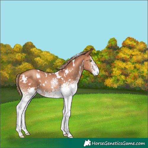 Horse Color:White Spotted Gold Champagne