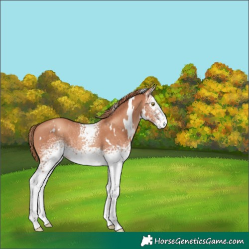 Horse Color:White Spotted Gold Champagne 