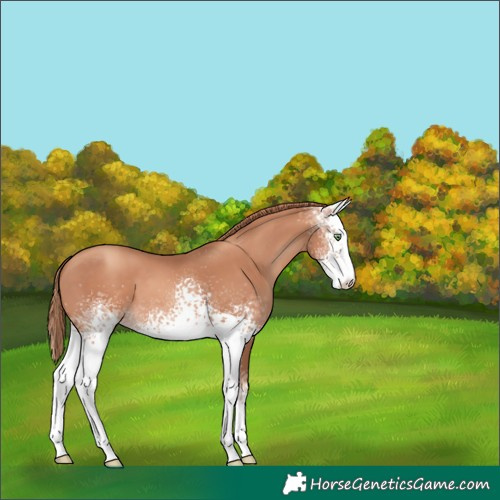 Horse Color:White Spotted Gold Champagne 