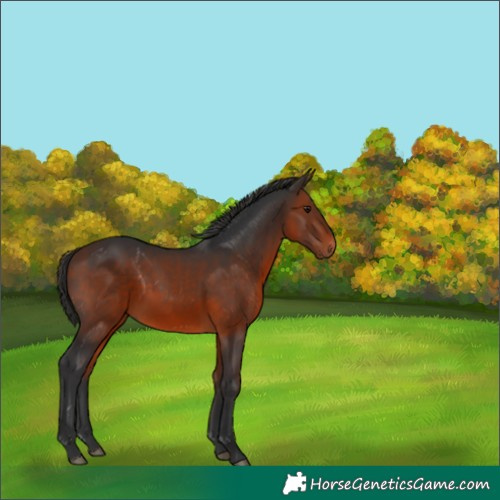 Horse Color:Bay 