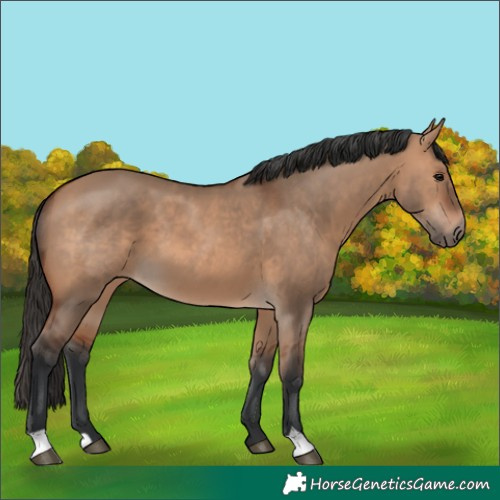 Horse Color:Bay Dun 