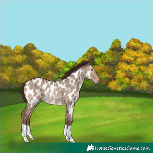 Horse Color:Sable Champagne Dun Appaloosa 
