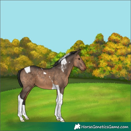 Horse Color:Brown Dun Tobiano 