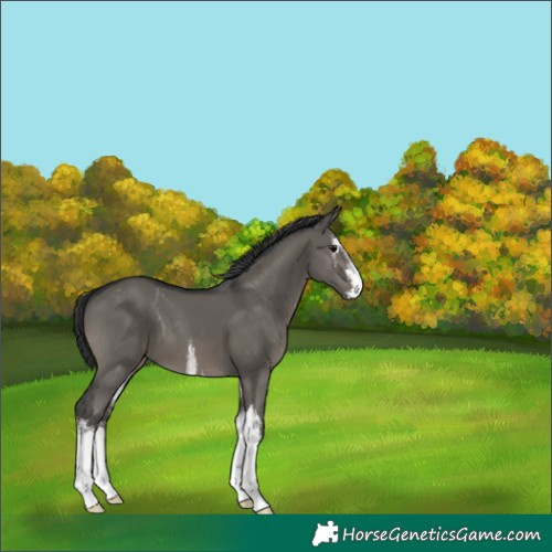 Horse Color:White Spotted Grullo