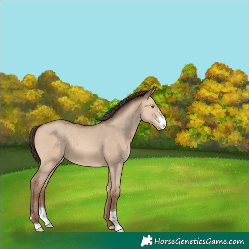 Horse Color:Amber Champagne Dun Sabino