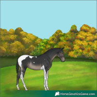 Horse Color:Black Tobiano 