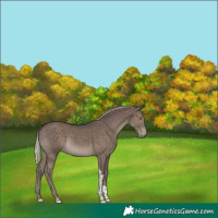 Horse Color:Silver Black Tobiano 