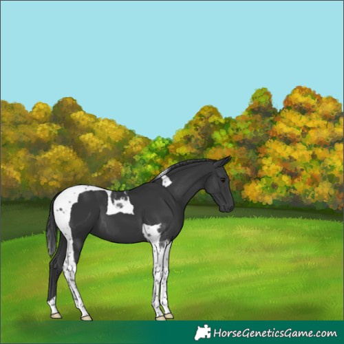 Horse Color:Black Tobiano