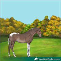 Horse Color:Silver Black Tobiano 