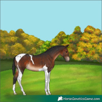 Horse Color:Brown Tobiano 