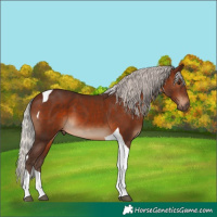 Horse Color:Silver Brown Tobiano 