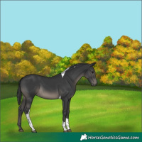 Horse Color:Black Tobiano