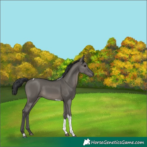 Horse Color:Grullo Tobiano