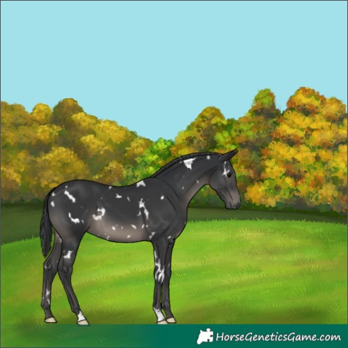 Horse Color:White Spotted Black 