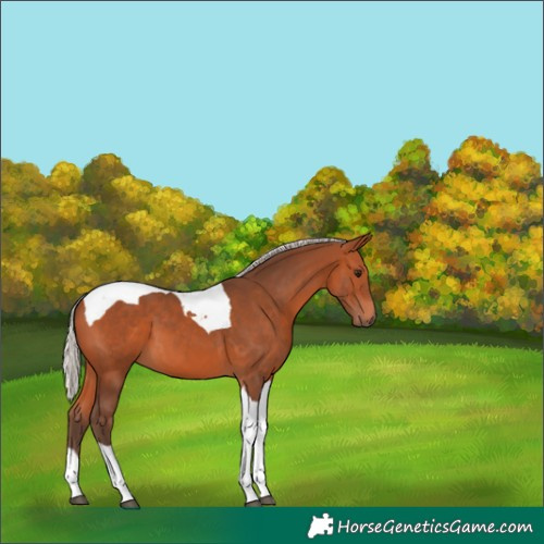 Horse Color:Silver Bay Tobiano