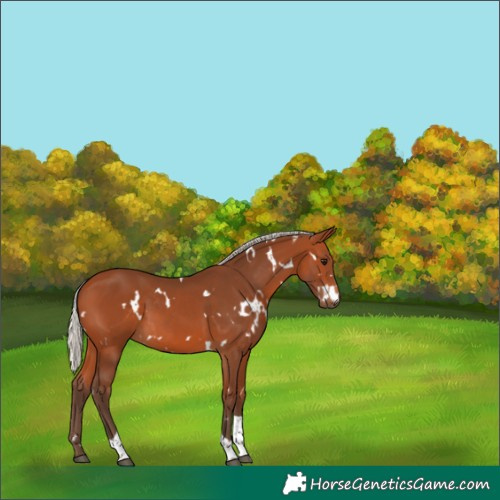 Horse Color:White Spotted Silver Bay Tobiano 