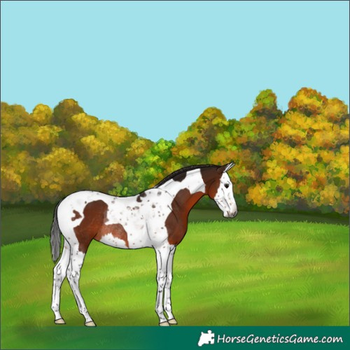 Horse Color:Gray Bay Splash Tobiano Rabicano 