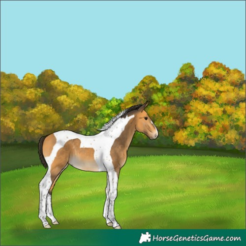 Horse Color:Buckskin Tobiano 