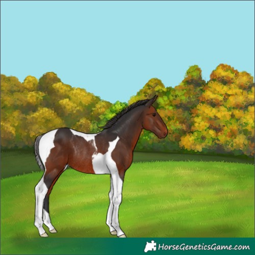 Horse Color:Bay Tobiano Rabicano