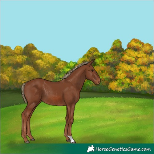 Horse Color:Chestnut Rabicano 