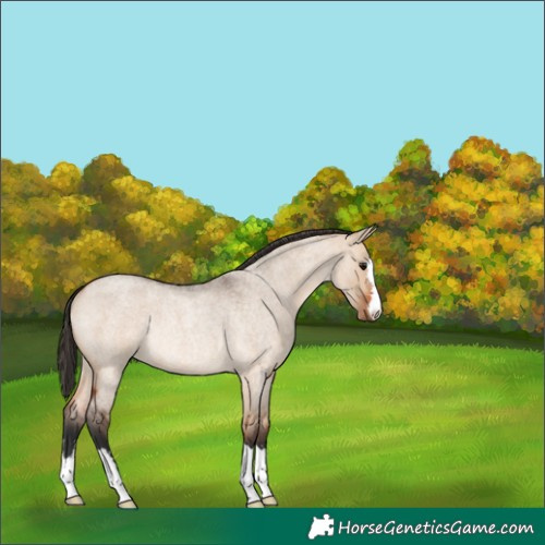 Horse Color:Bay Roan Dun Rabicano 