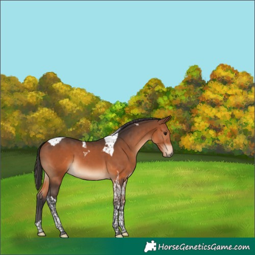 Horse Color:Bay Tobiano 