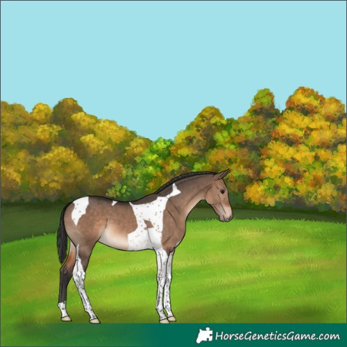 Horse Color:Brown Dun Tobiano