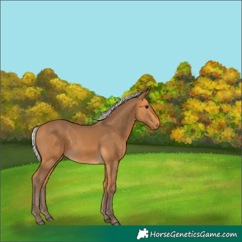 Horse Color:Silver Buckskin