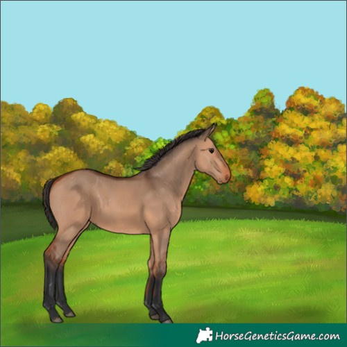 Horse Color:Bay Dun