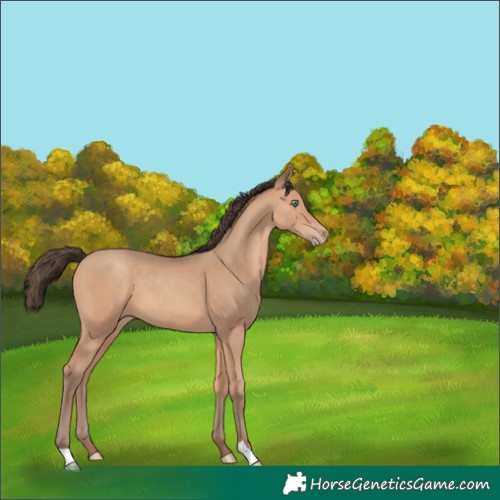 Horse Color:Amber Champagne 