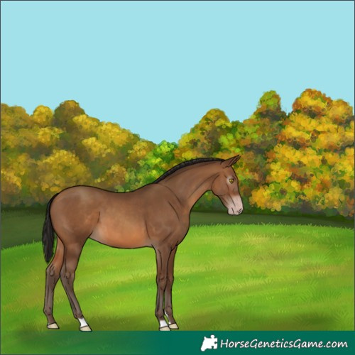 Horse Color:Gray Amber Champagne