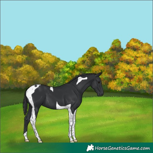 Horse Color:Black Tobiano 