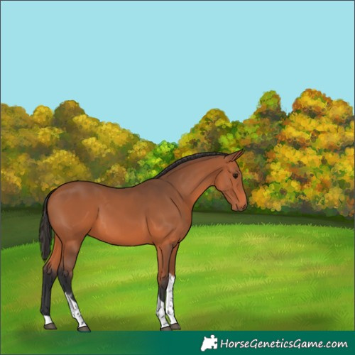 Horse Color:Bay Tobiano 