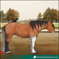 Horse Color:Bay and Bay Splash
