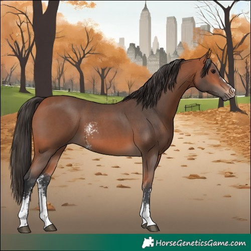 Horse Color:Bay Sabino 