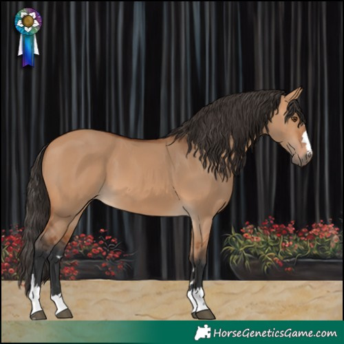 Horse Color:Bay Dun 
